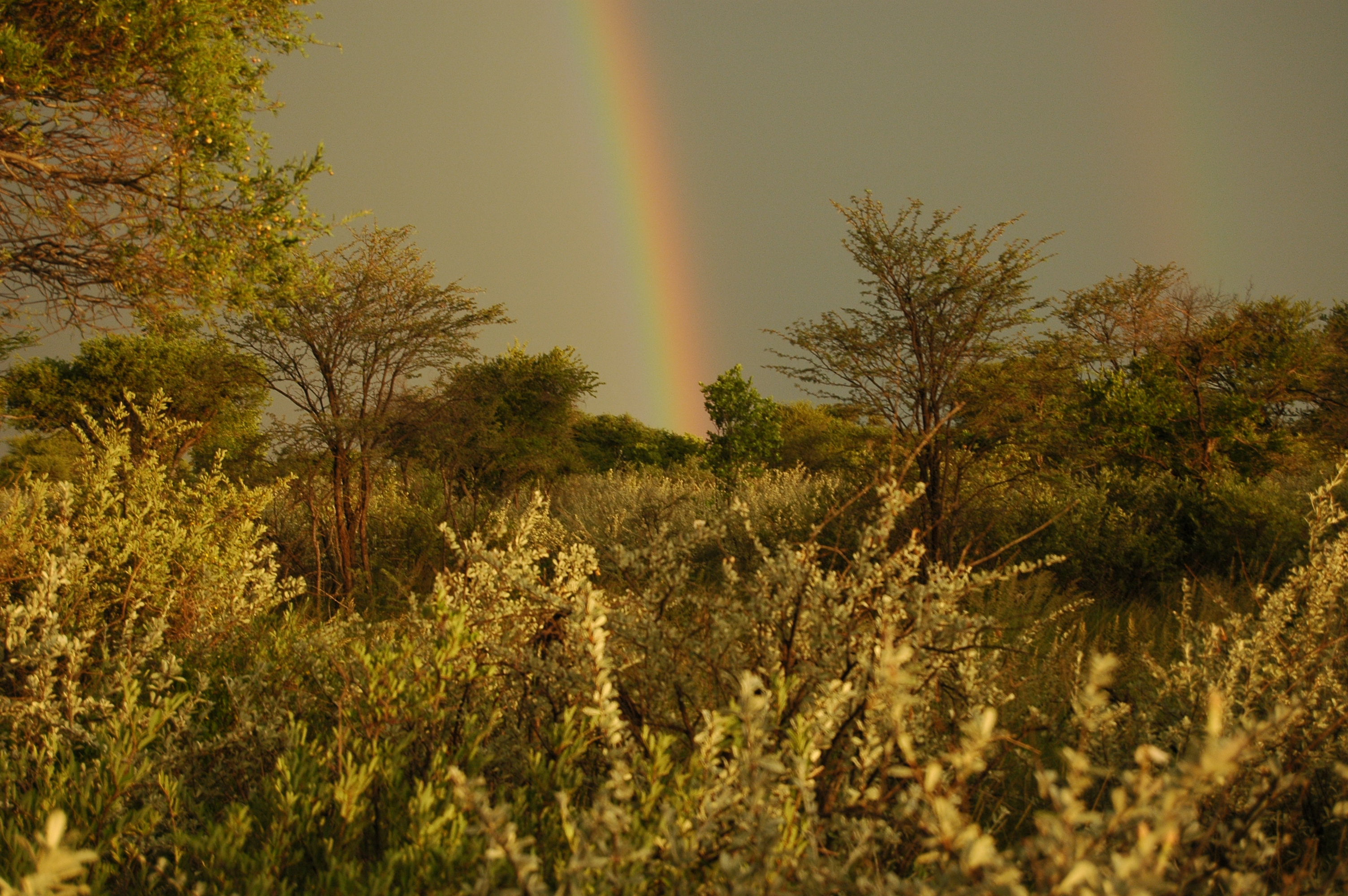 Arcoíris sobre el bush de Limpopo