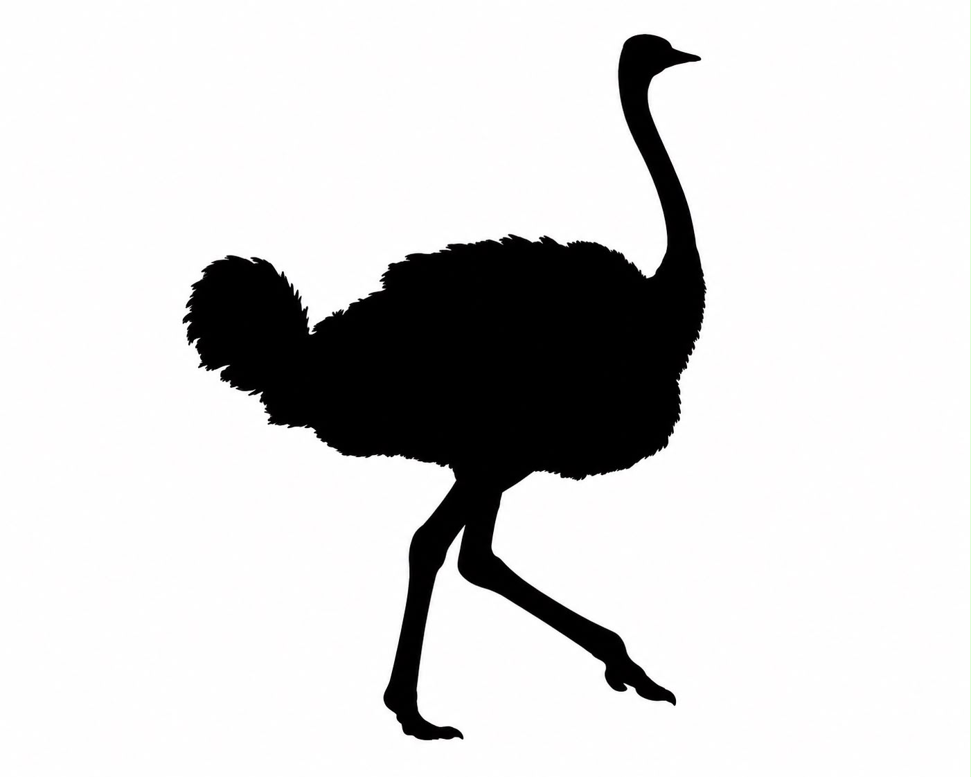 Avestruz
