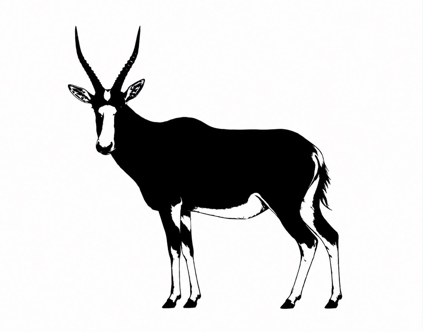 Blesbok