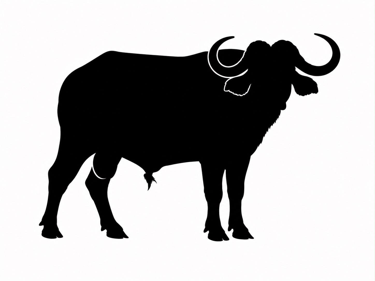 Búfalo del Cabo