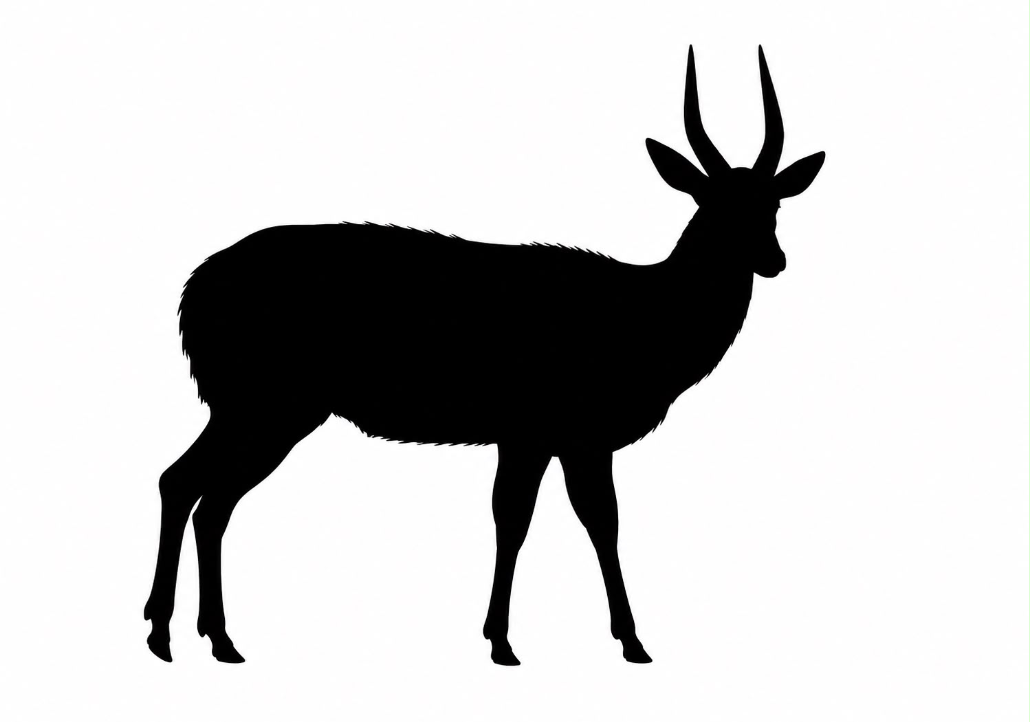Bushbuck