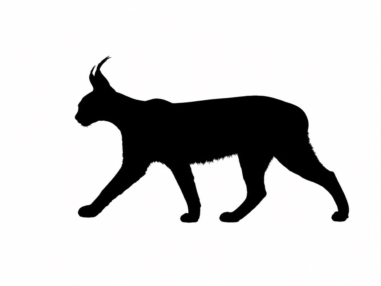 Caracal