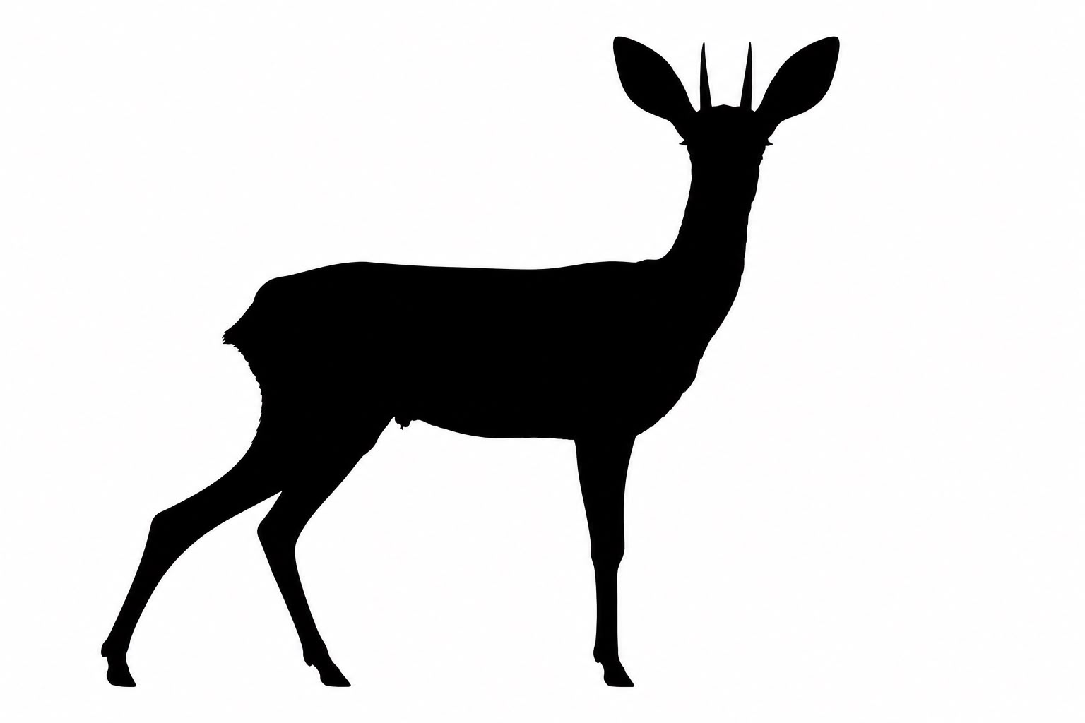 Duiker común