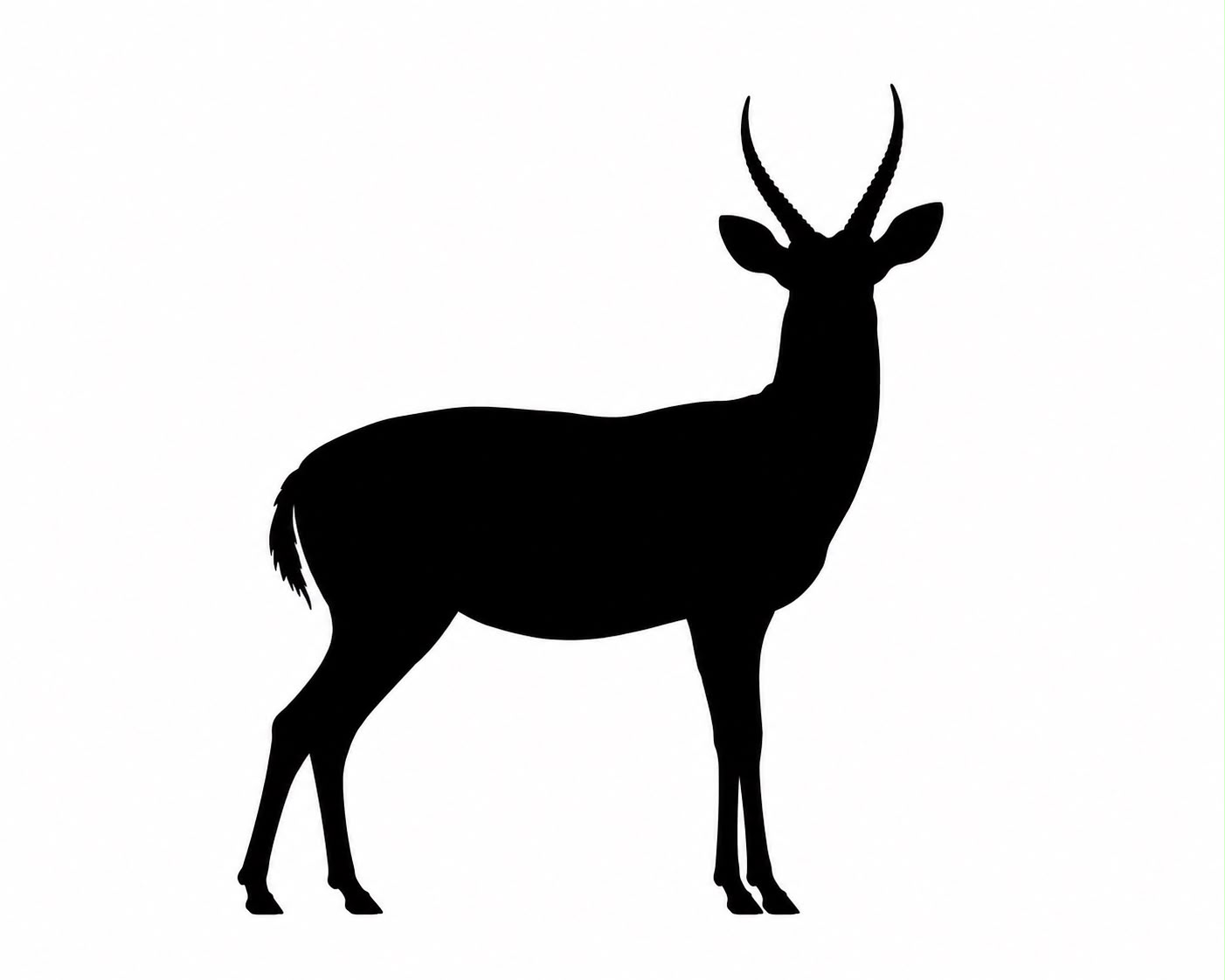 Mountain Reedbuck