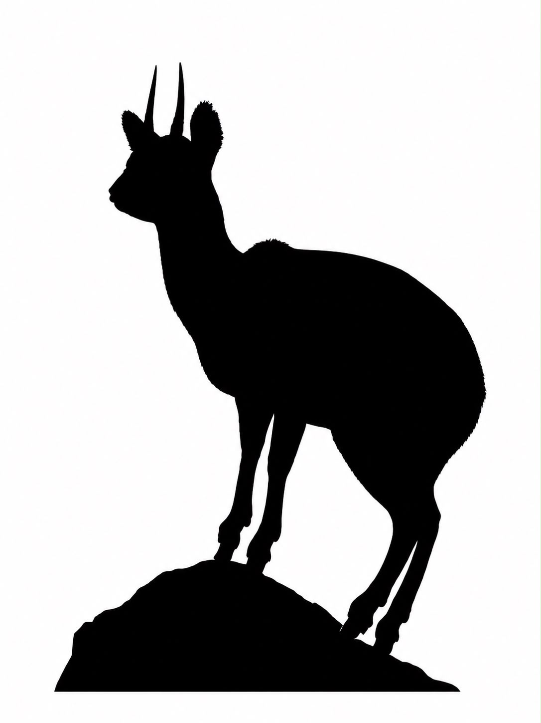 Klipspringer