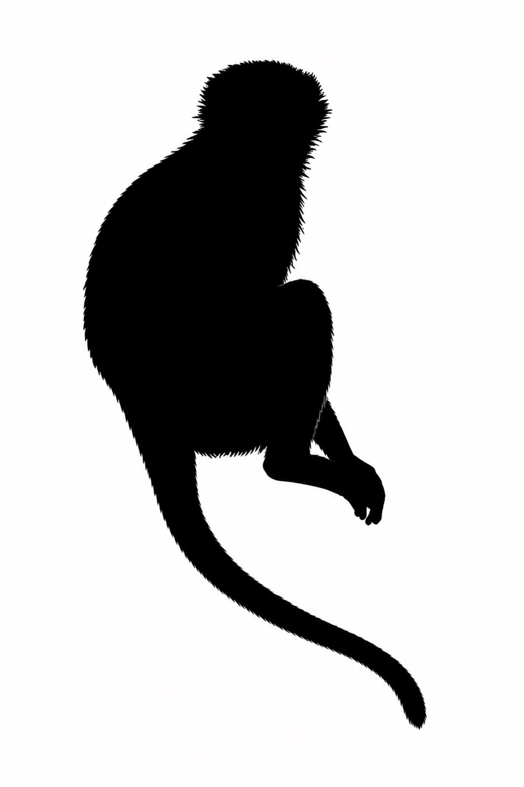 Mono vervet