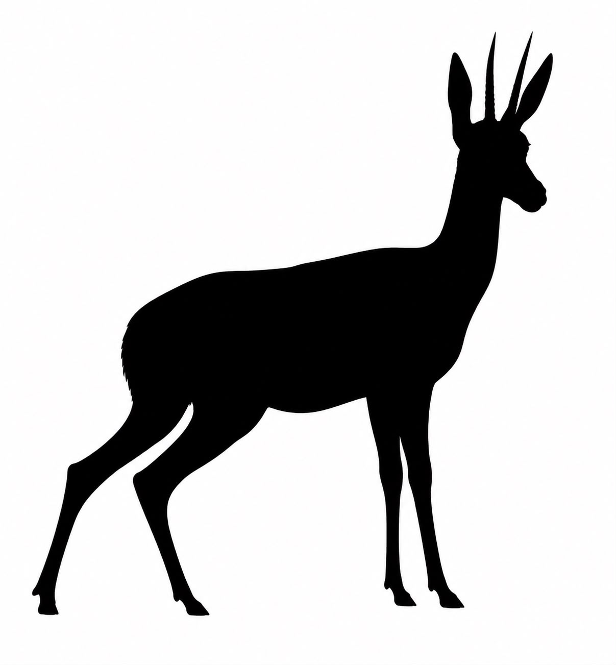 Vaal Rhebok
