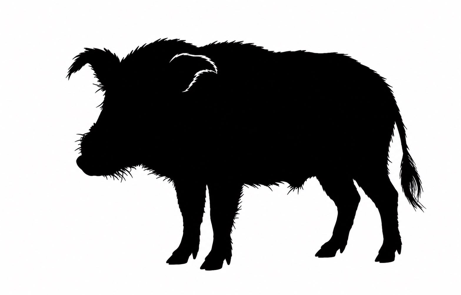 Bushpig