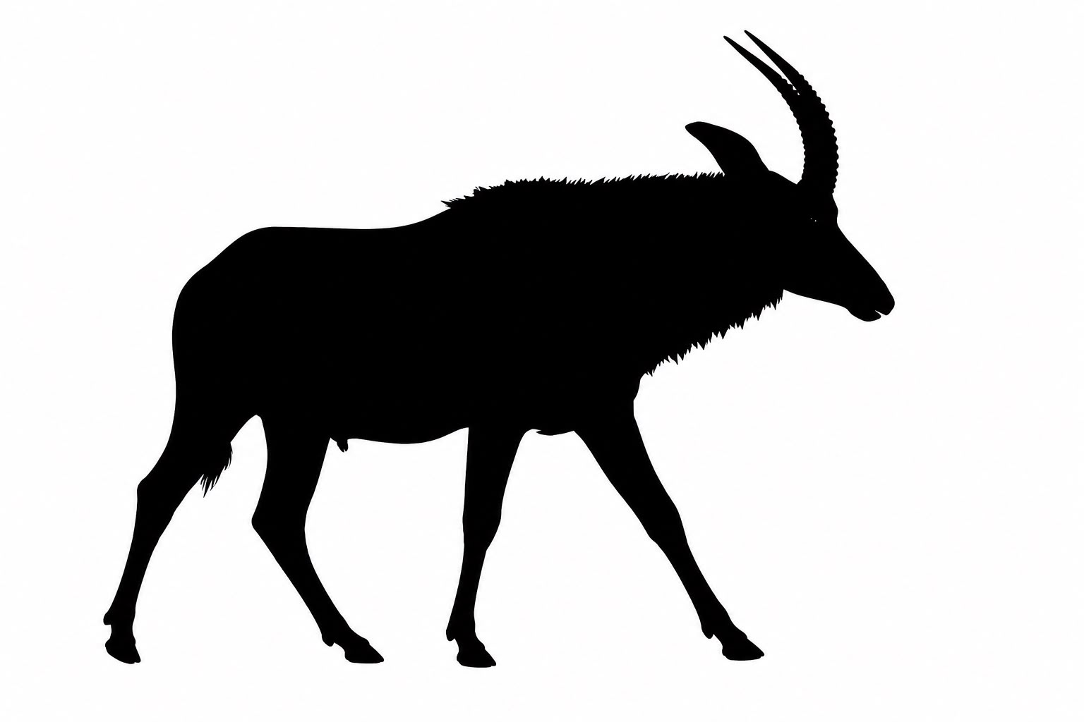 Roan