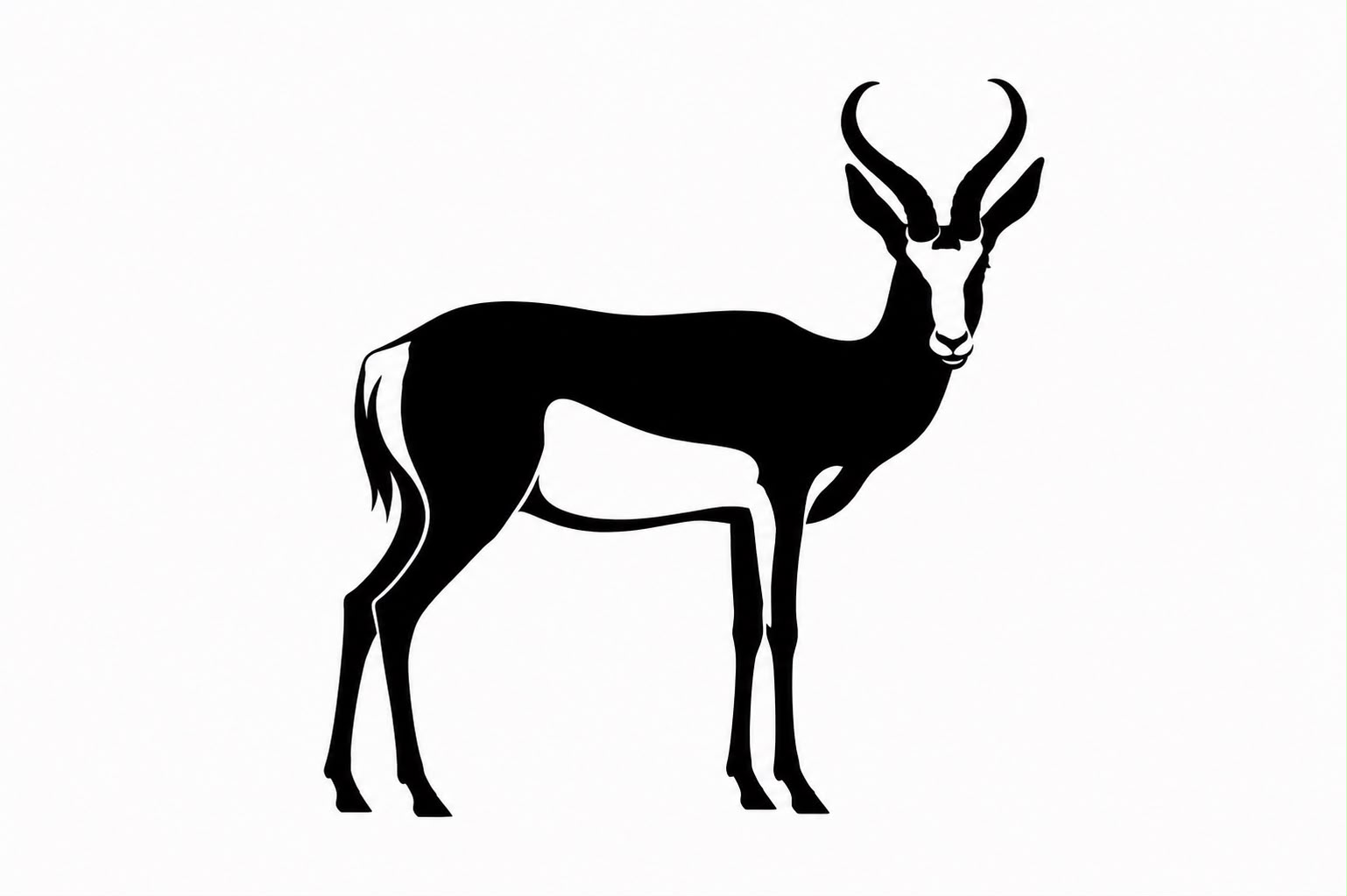 Springbok