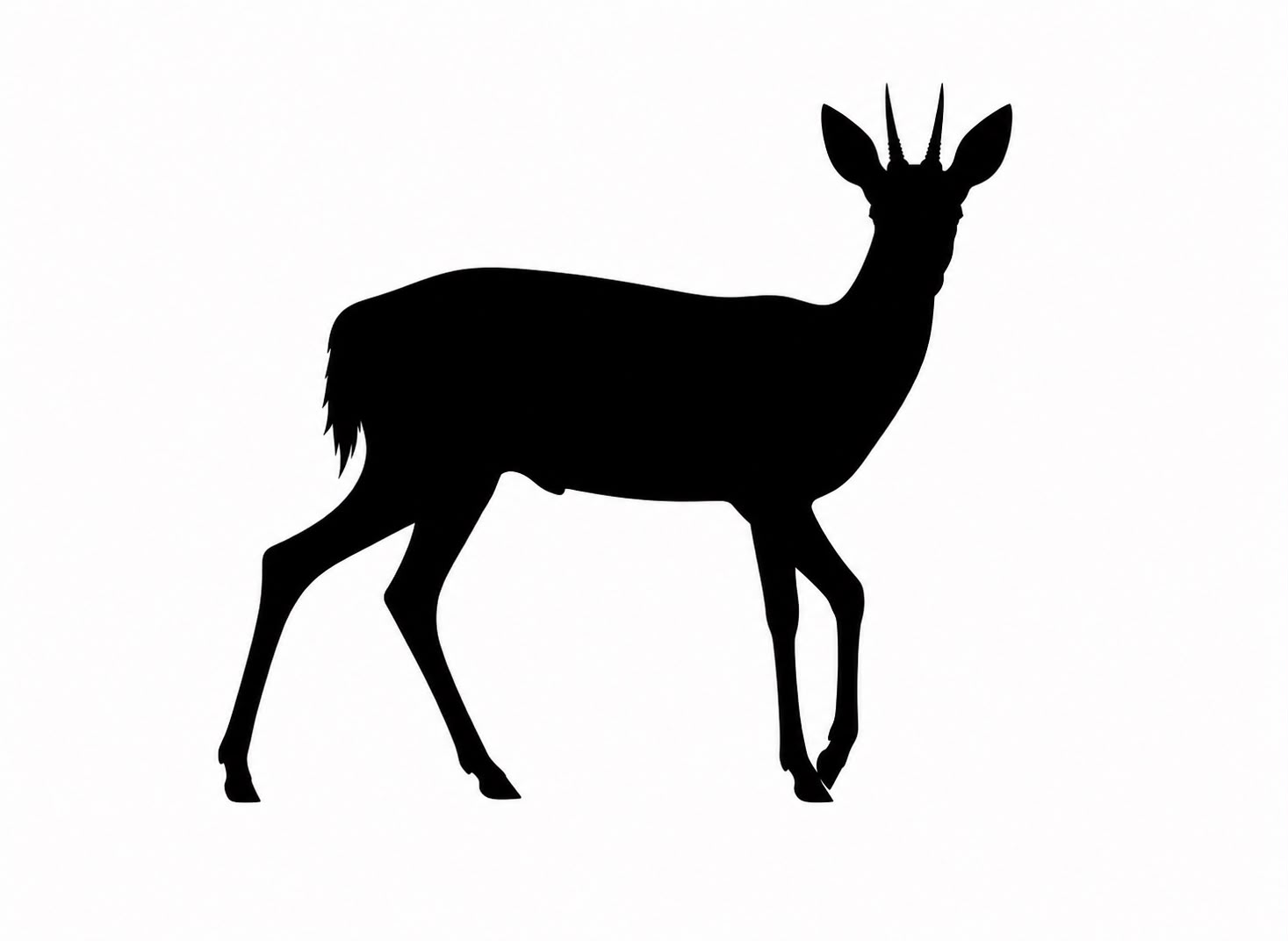 Steenbok