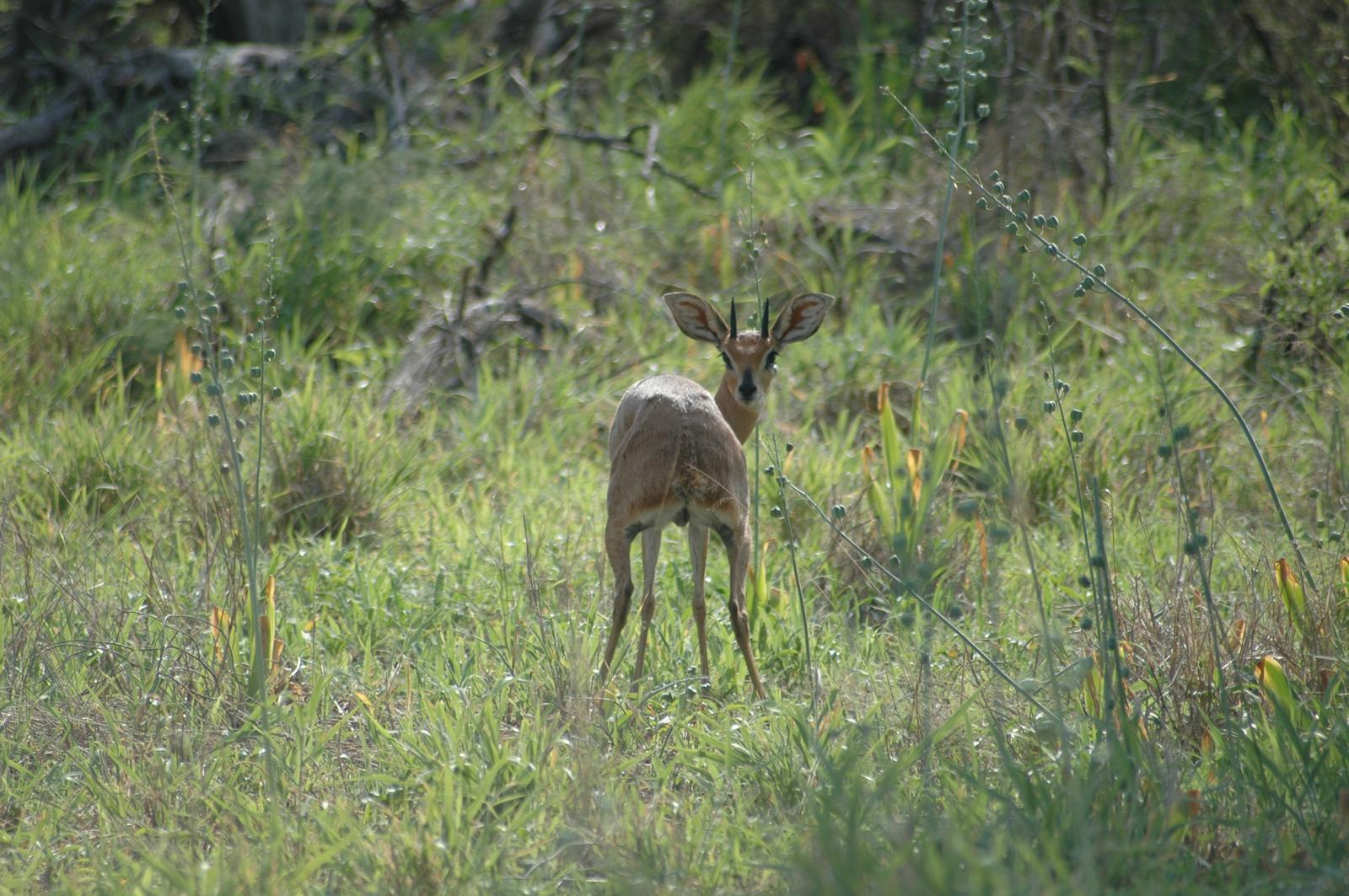 Steenbok, uno de los Tiny 10, en el bush de Limpopo